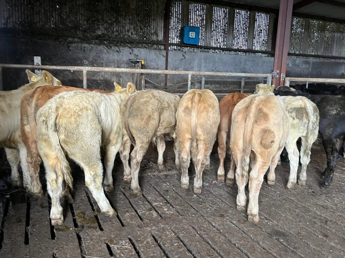9 Smashing U grade continental bullocks - Image 4