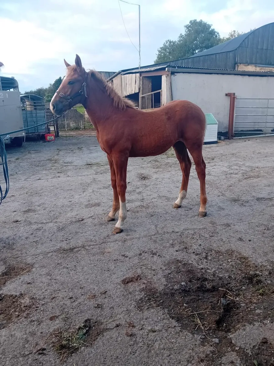 Irish Draught Filly Foal - Image 2