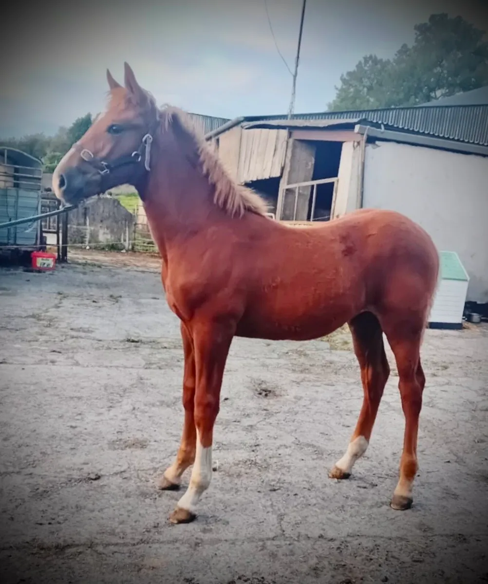 Irish Draught Filly Foal - Image 1