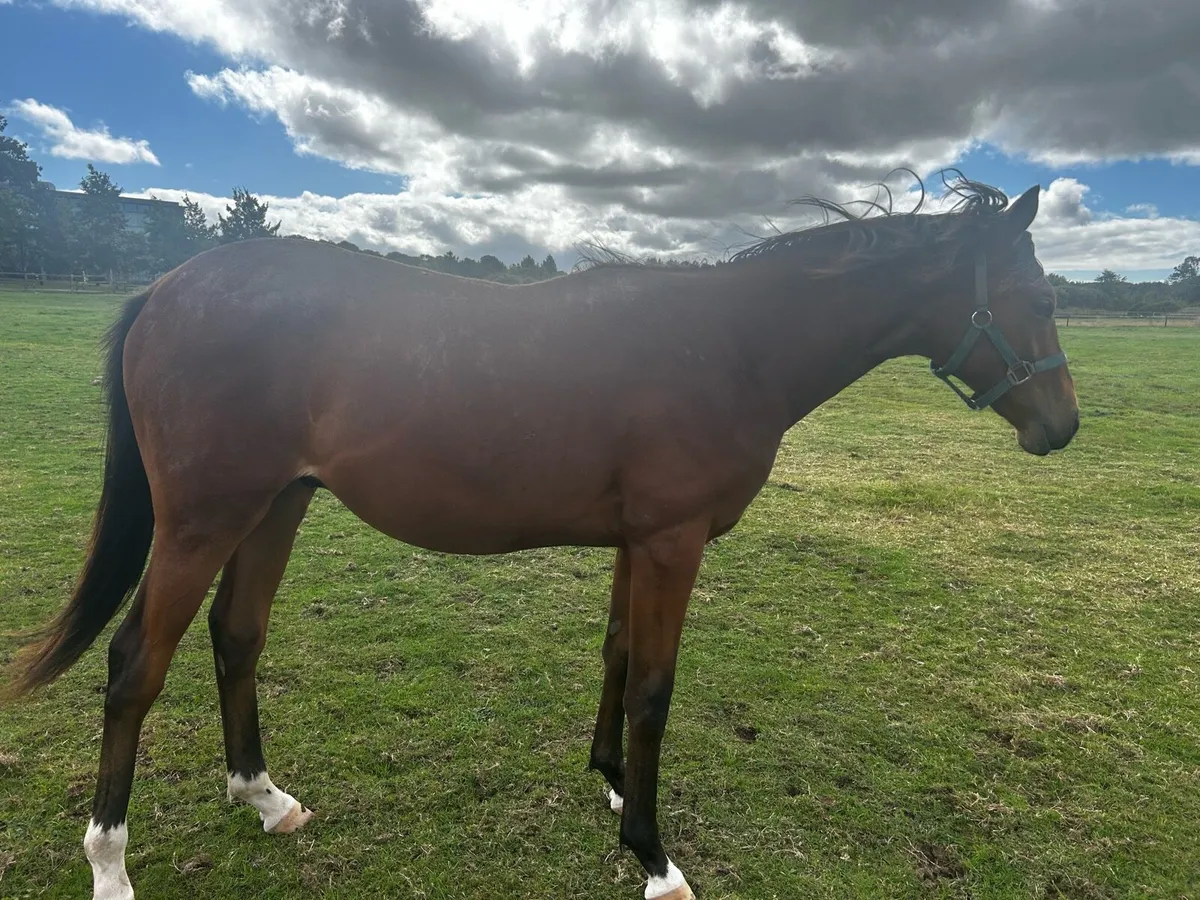 TB Yearling - Image 1