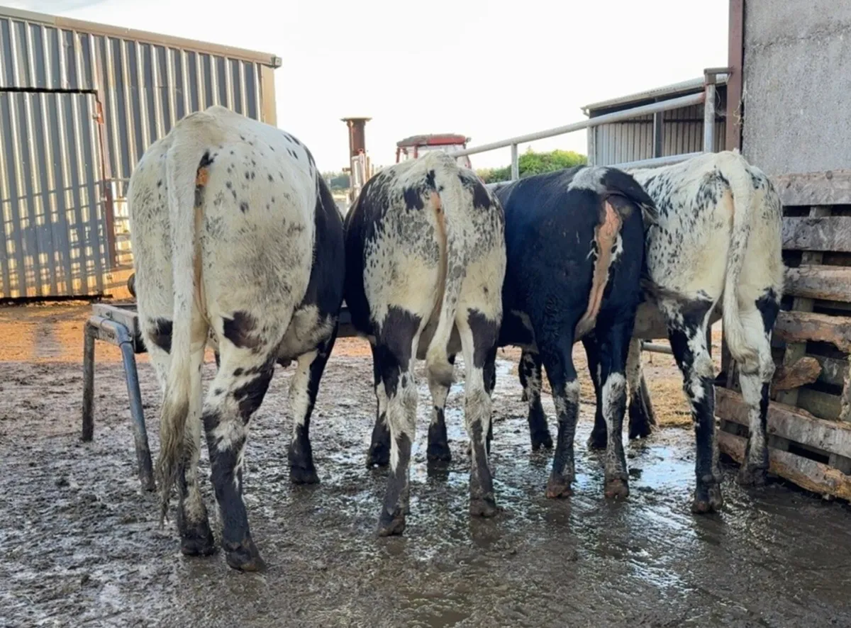 4 super sp heifers - Image 1