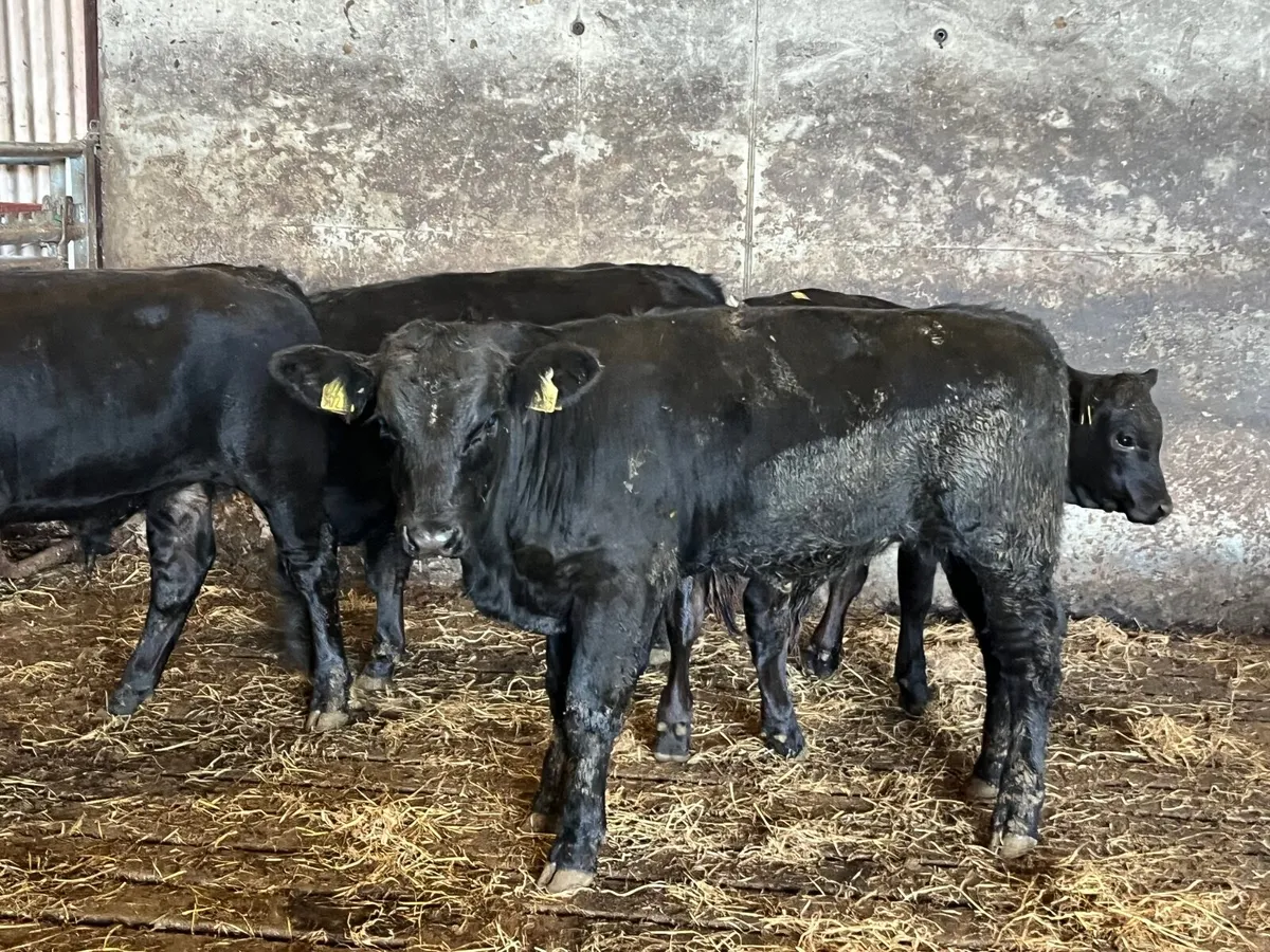 4 Suckler bred Angus and limousine bullocks - Image 1