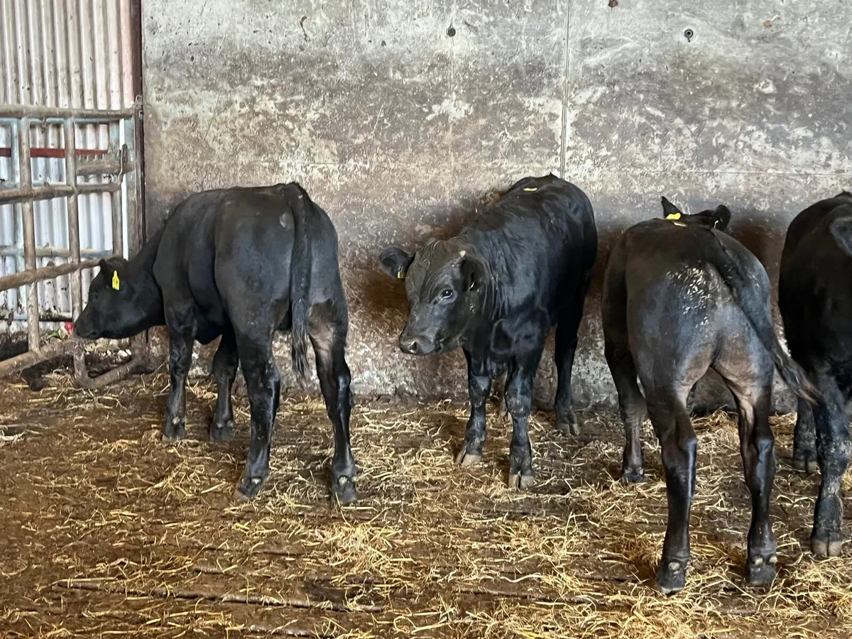 4 Suckler bred Angus and limousine bullocks - Image 2