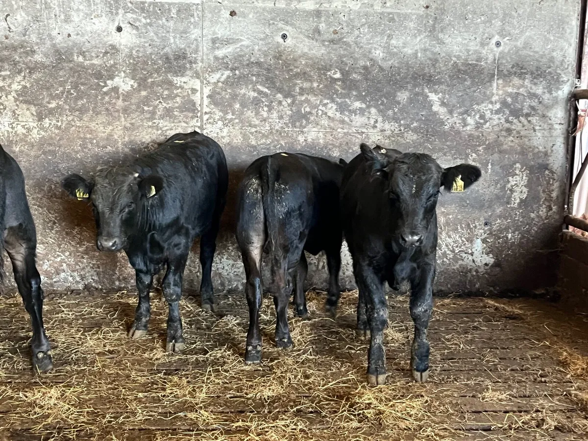 4 Suckler bred Angus and limousine bullocks - Image 3