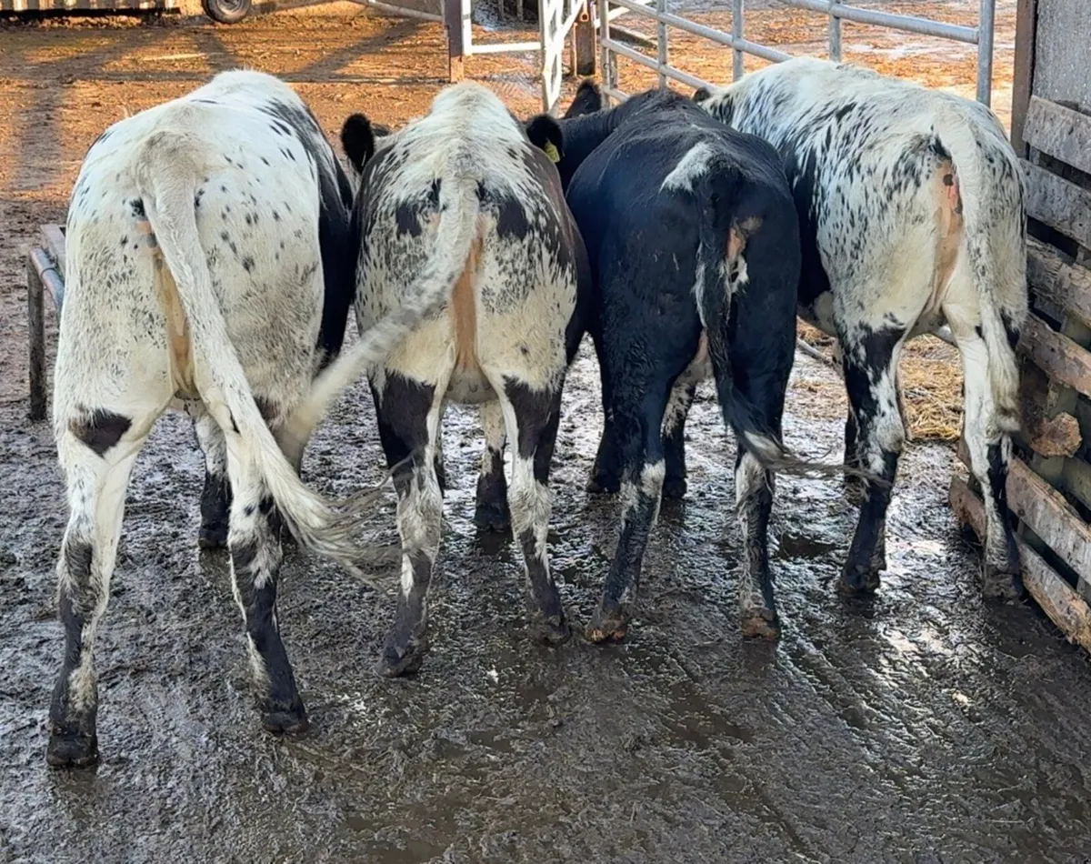 4 super sp heifers - Image 2