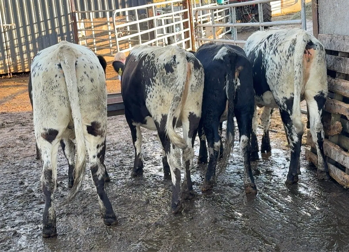 4 super sp heifers - Image 3