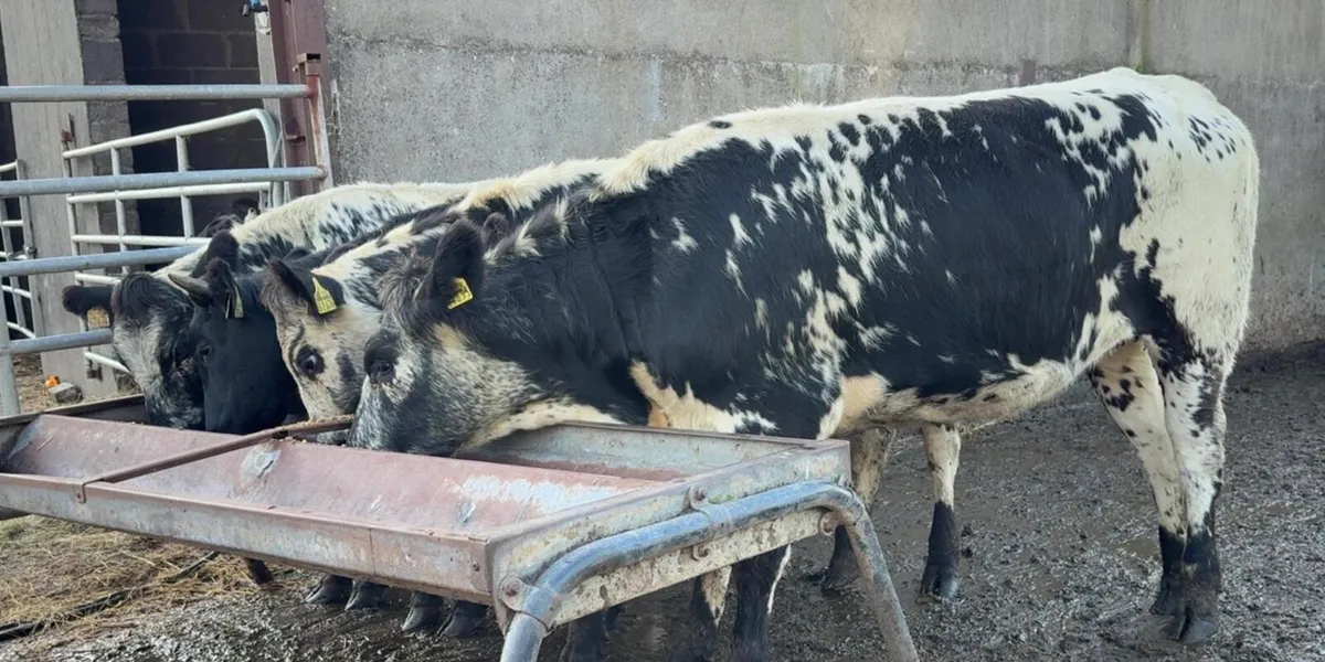 4 super sp heifers - Image 4