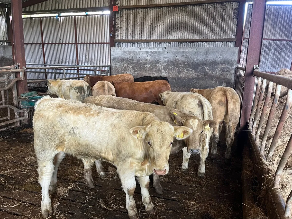 9 Smashing U grade continental bullocks - Image 1