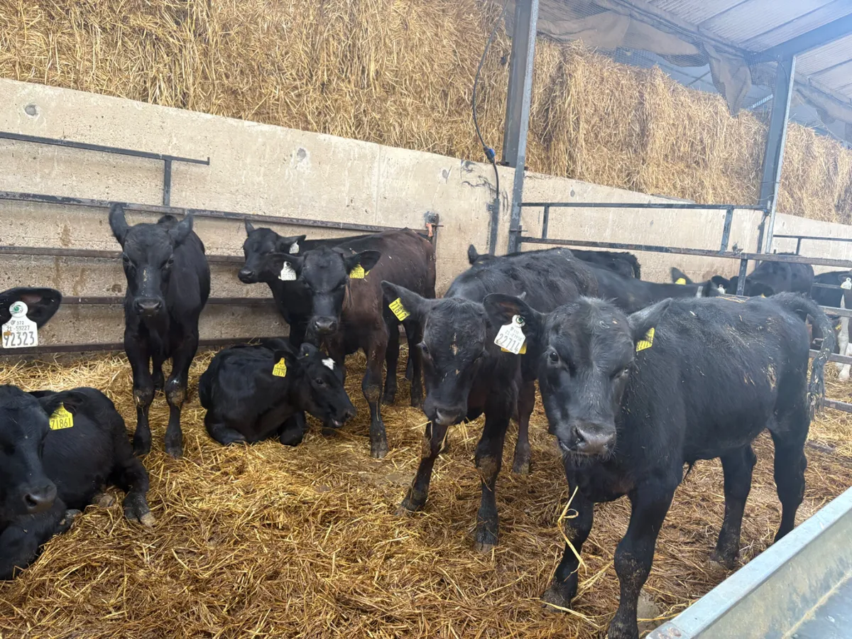 20 well reared Angus Bulls 4 months old - Image 2
