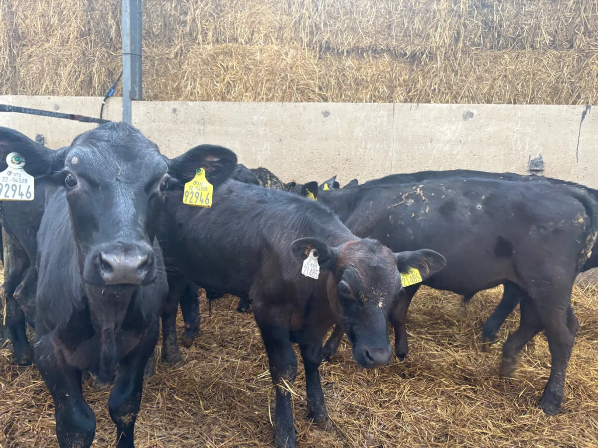 20 well reared Angus Bulls 4 months old - Image 3