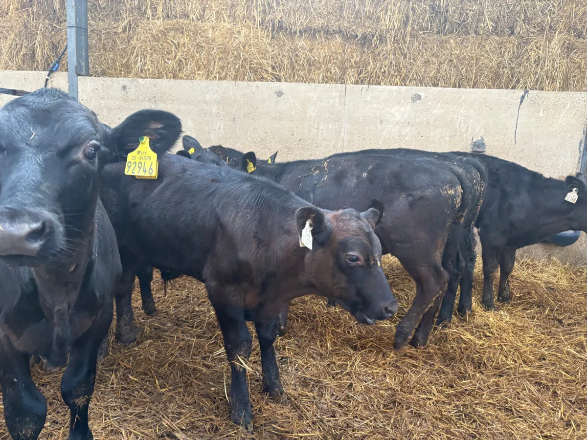 20 well reared Angus Bulls 4 months old - Image 1