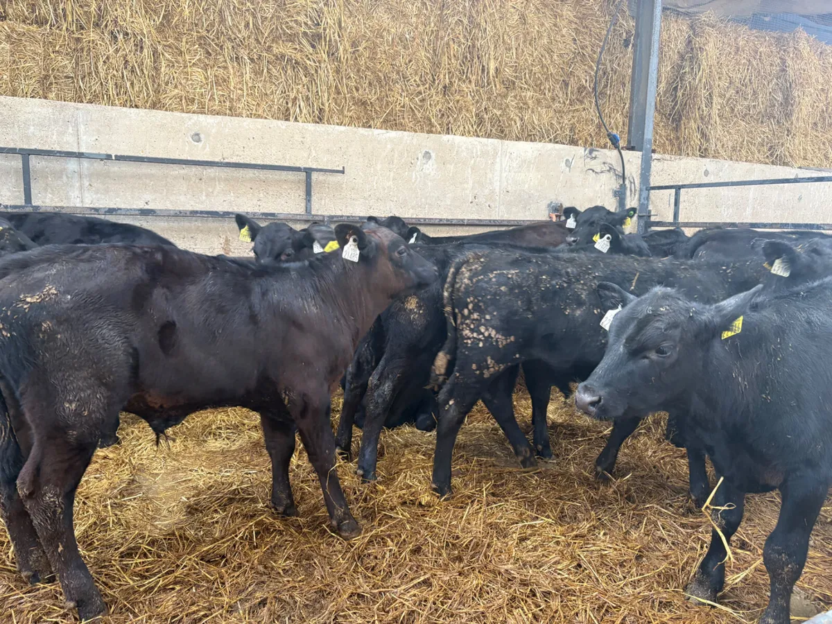 20 well reared Angus Bulls 4 months old - Image 4
