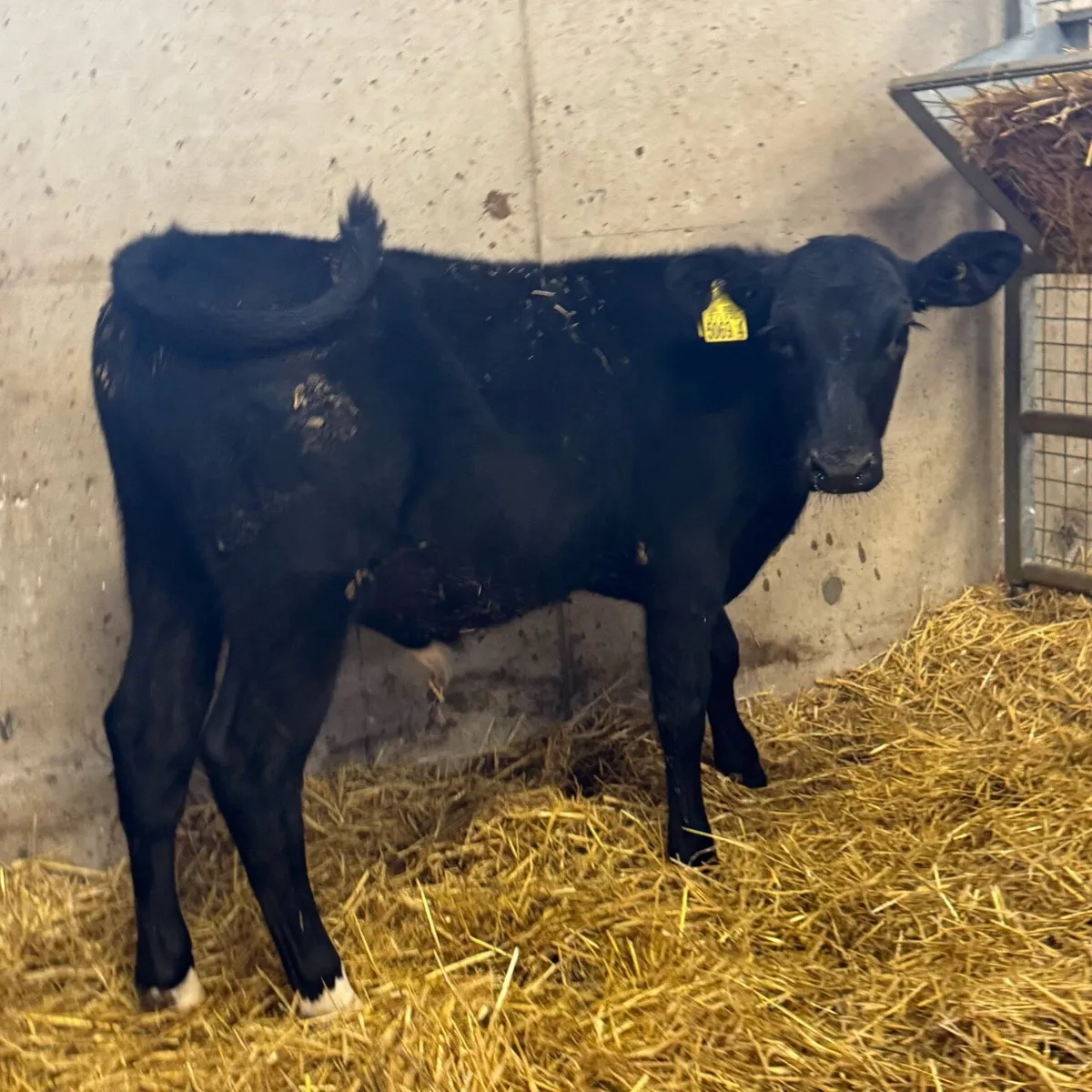 AA & BB Bulls - Image 1