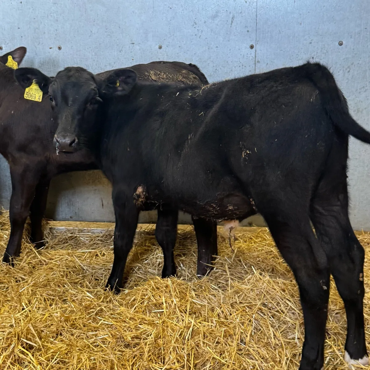 AA & BB Bulls - Image 2