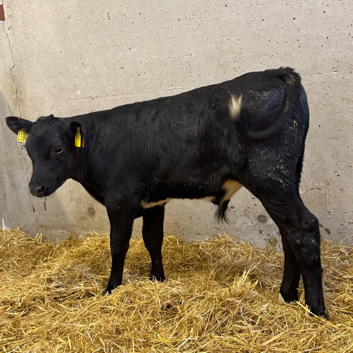 AA & BB Bulls - Image 3