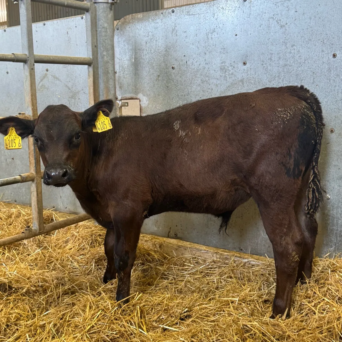 AA & BB Bulls - Image 4