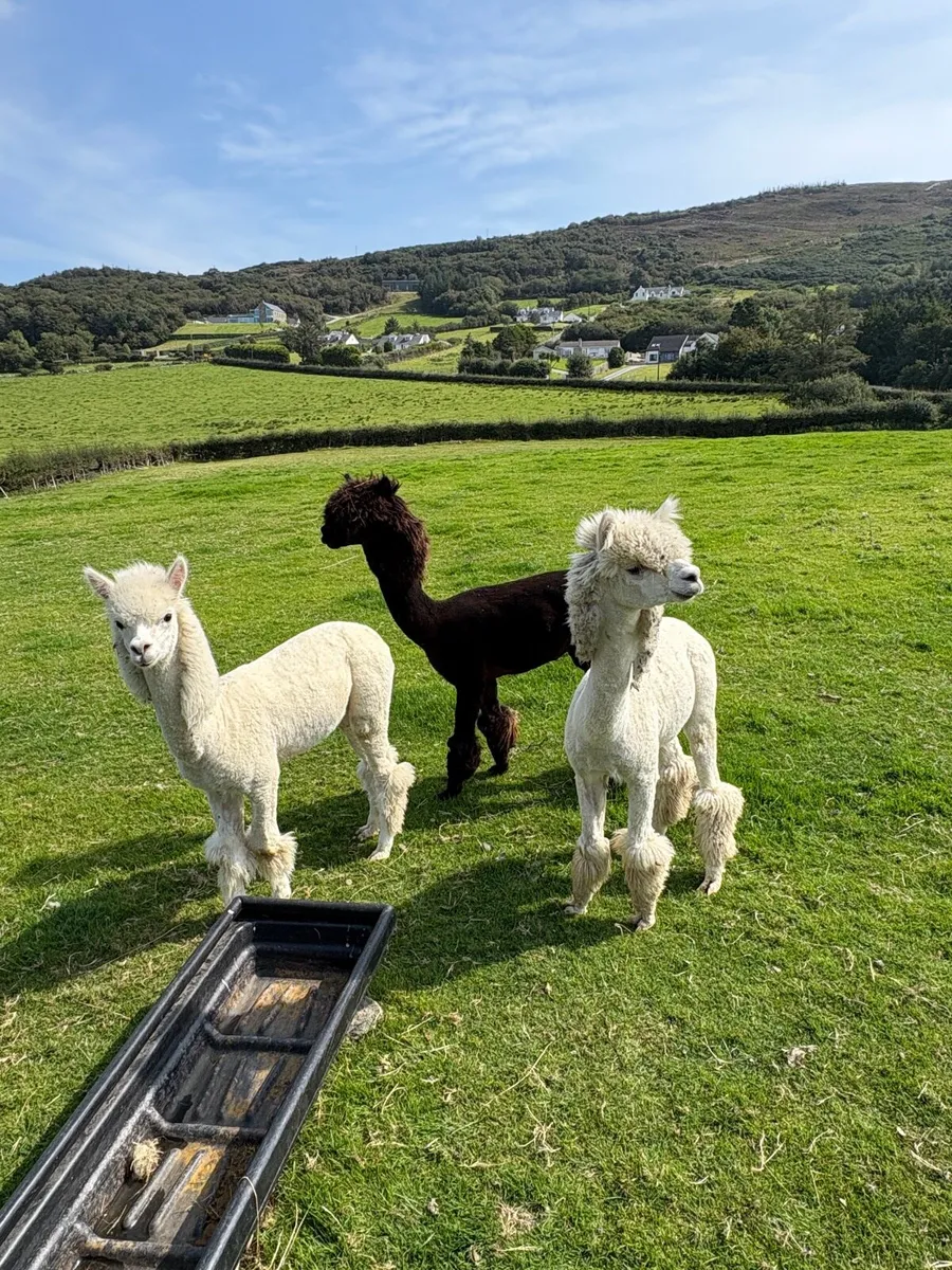 Male Alpacas - Image 1