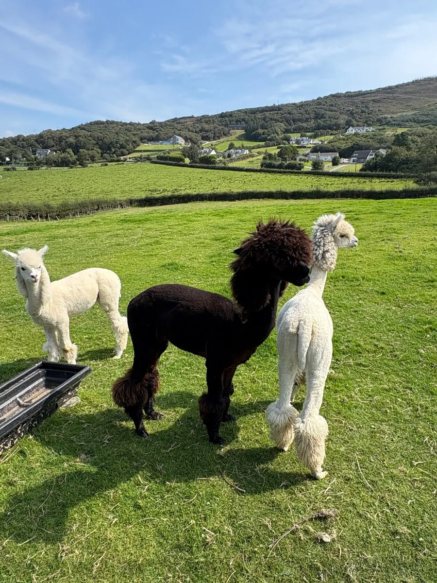 Male Alpacas - Image 2
