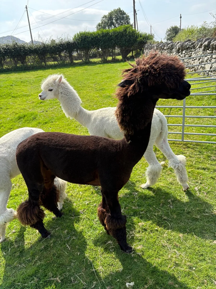 Male Alpacas - Image 3