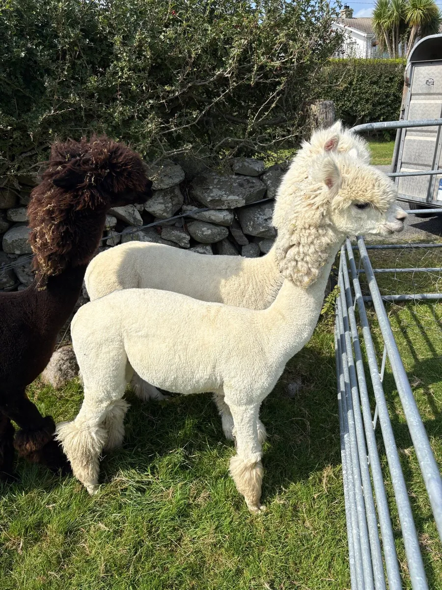Male Alpacas - Image 4