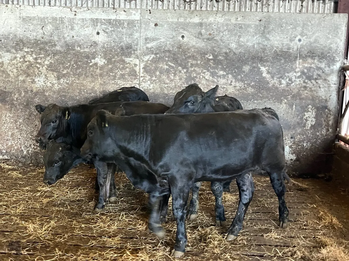 4 Suckler bred Angus and limousine bullocks - Image 4