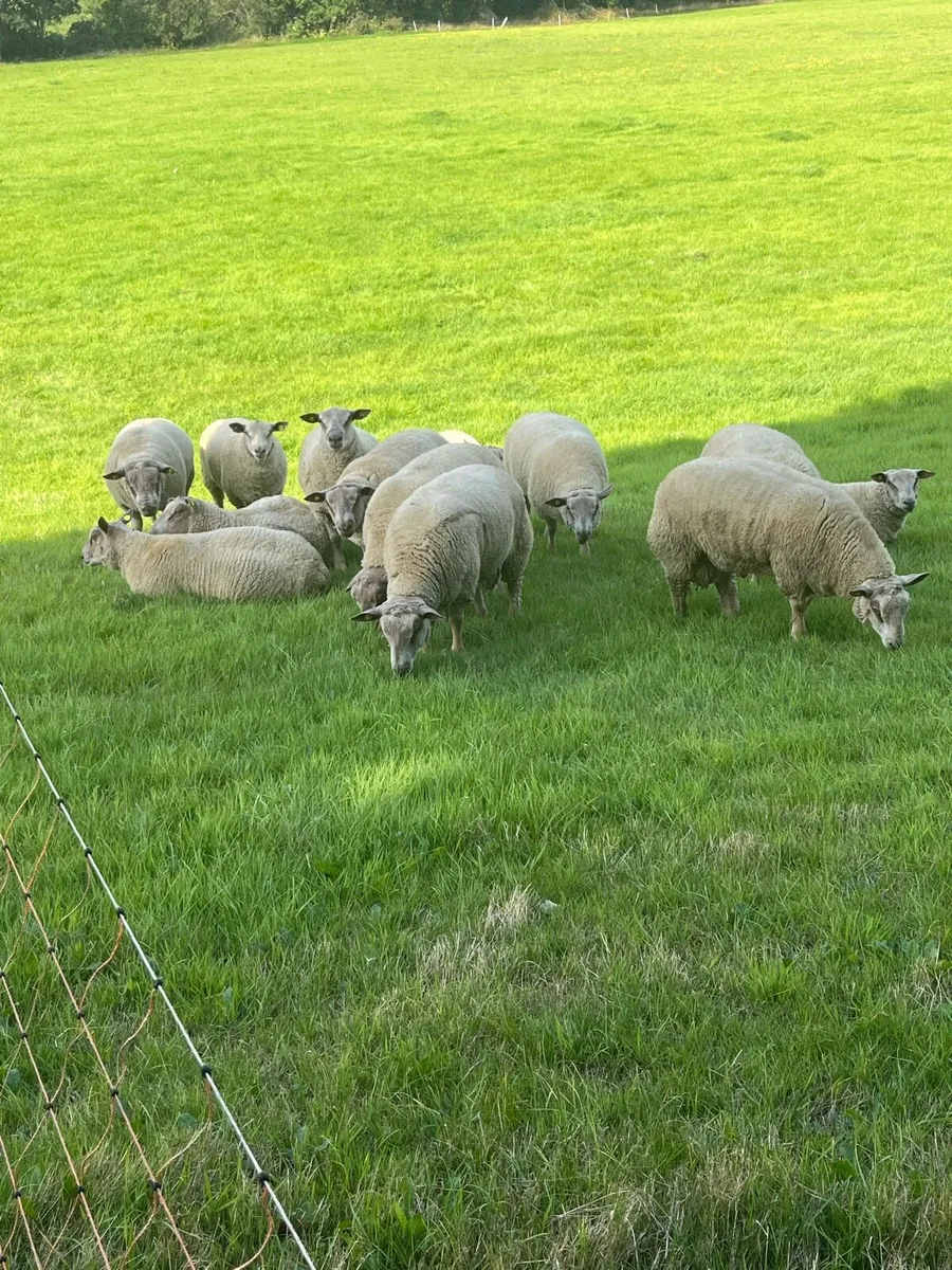 PBR Charollais Rams - Image 1