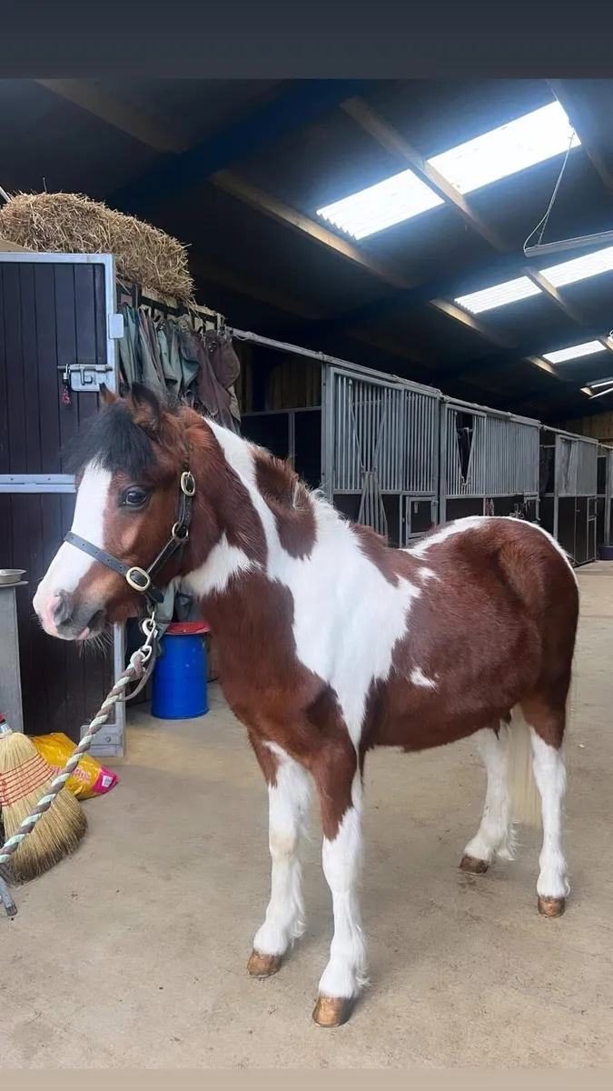 Perfect kids pony - Image 1