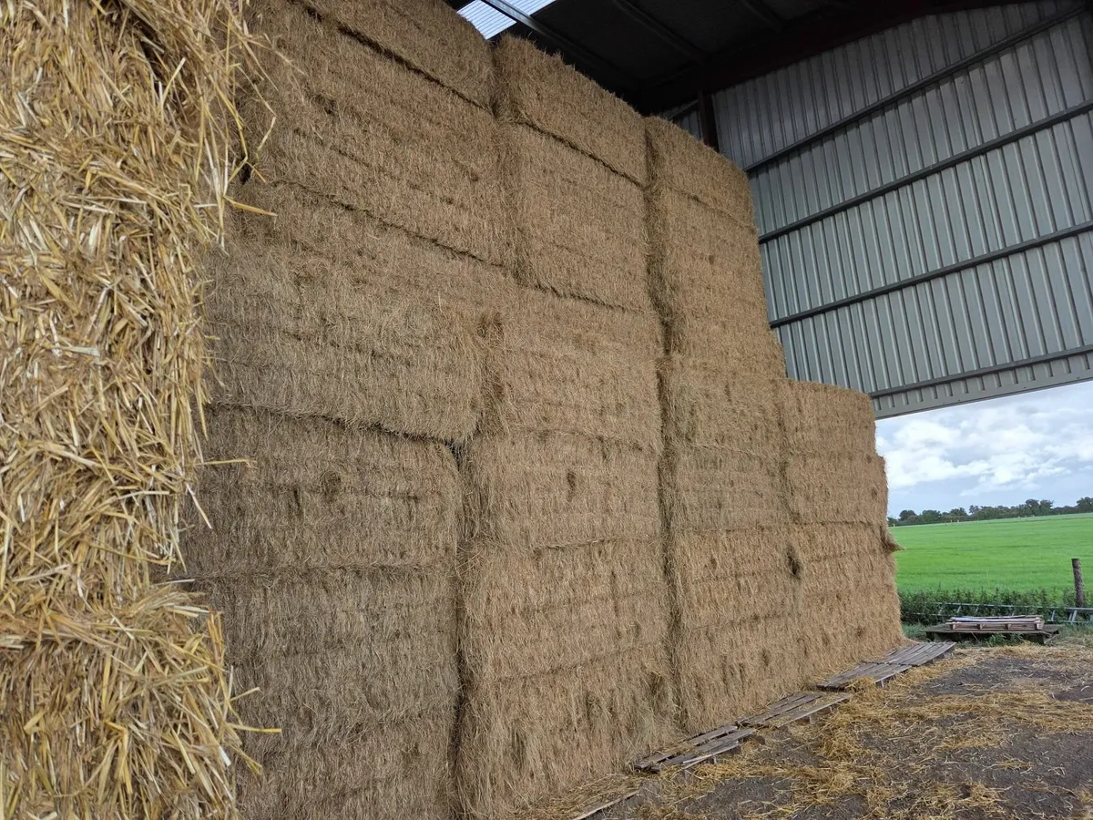 Hay - Image 1