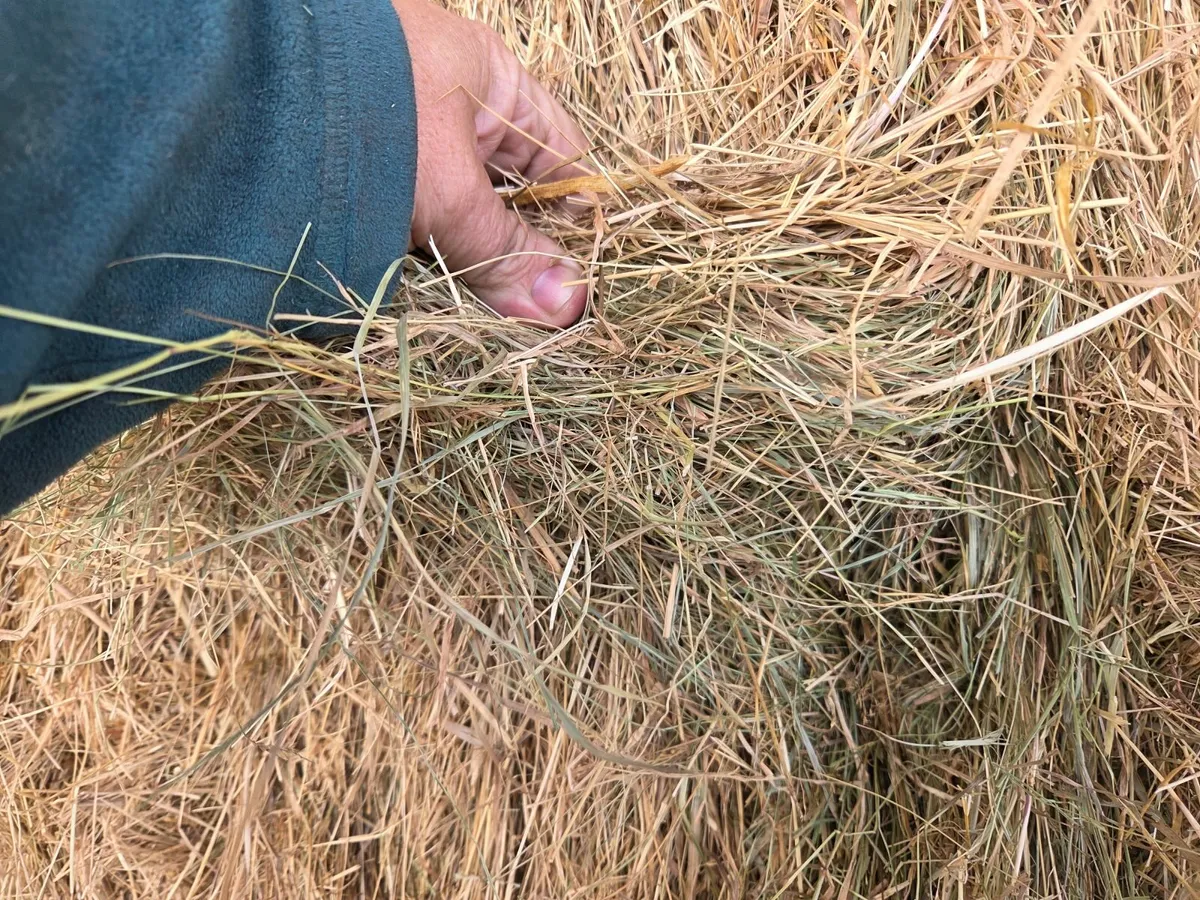 Hay - Image 2