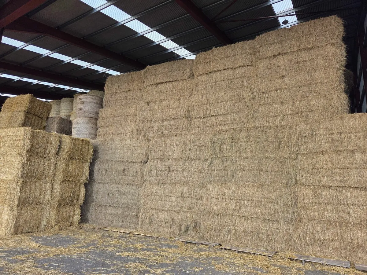 Hay - Image 3