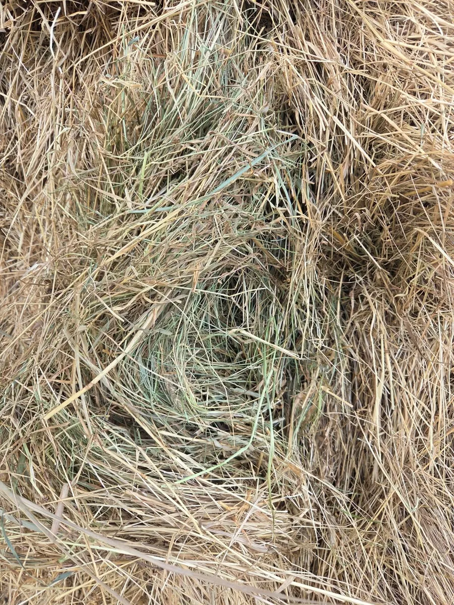 Hay - Image 4