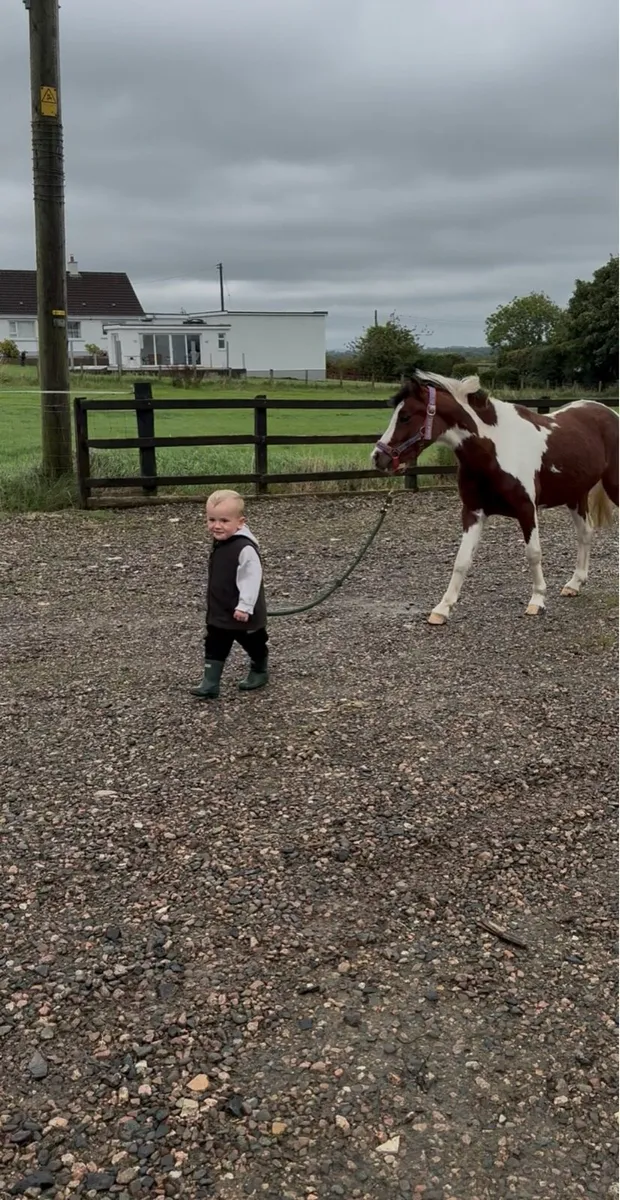 Perfect kids pony - Image 3