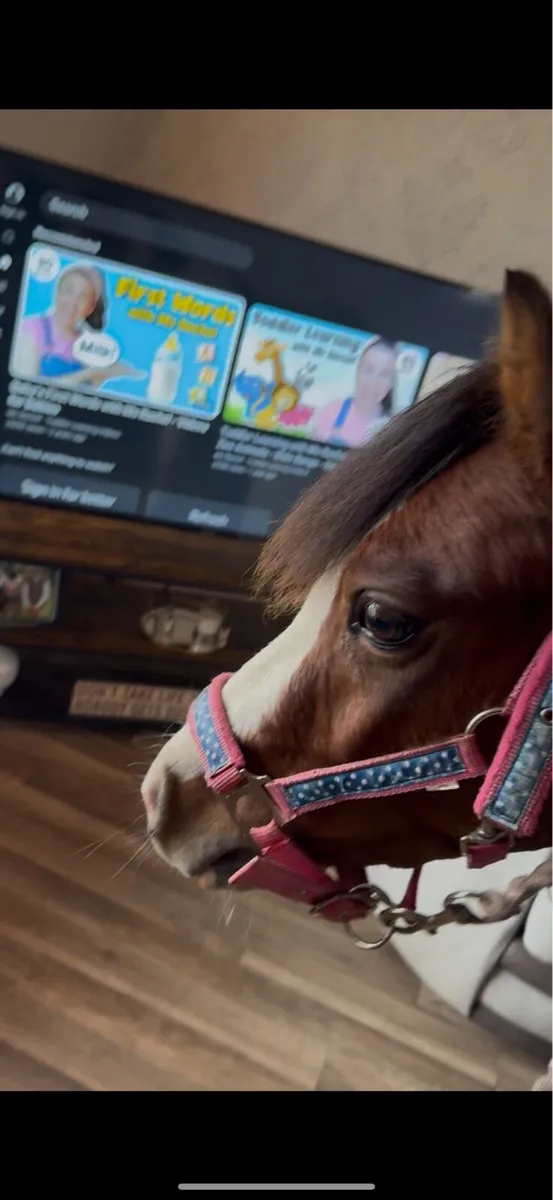 Perfect kids pony - Image 4