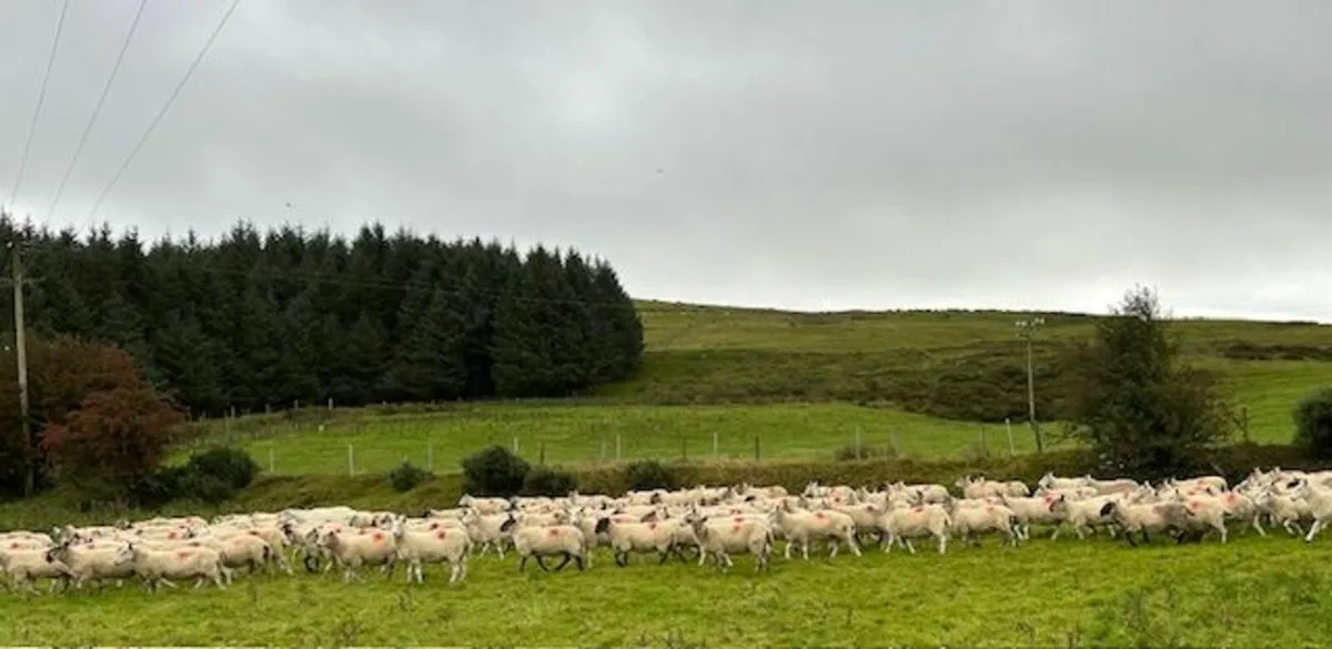 110 Wicklow Cheviot Hill Ewes - Image 1