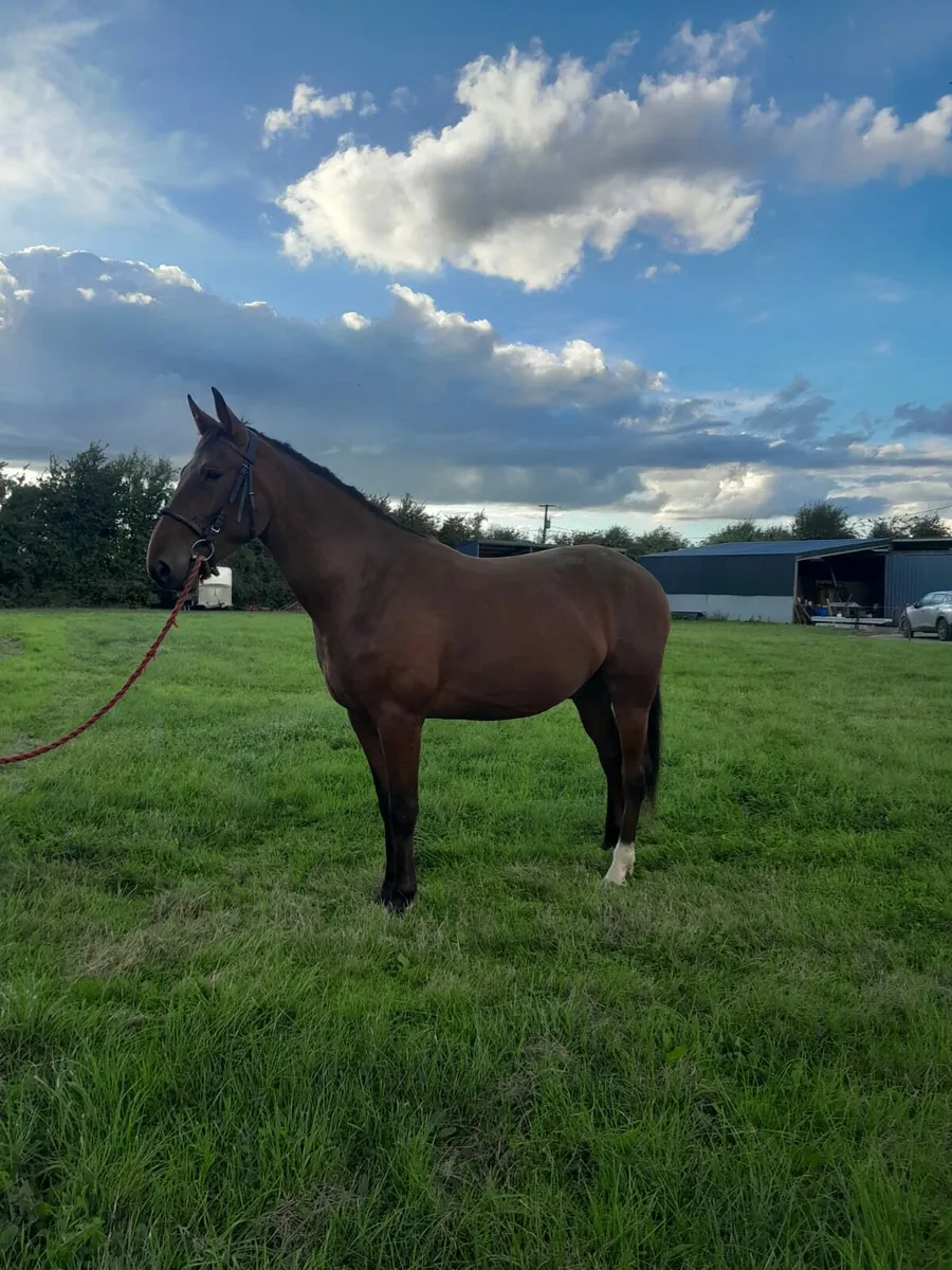 3 Year Old Gelding - Image 1