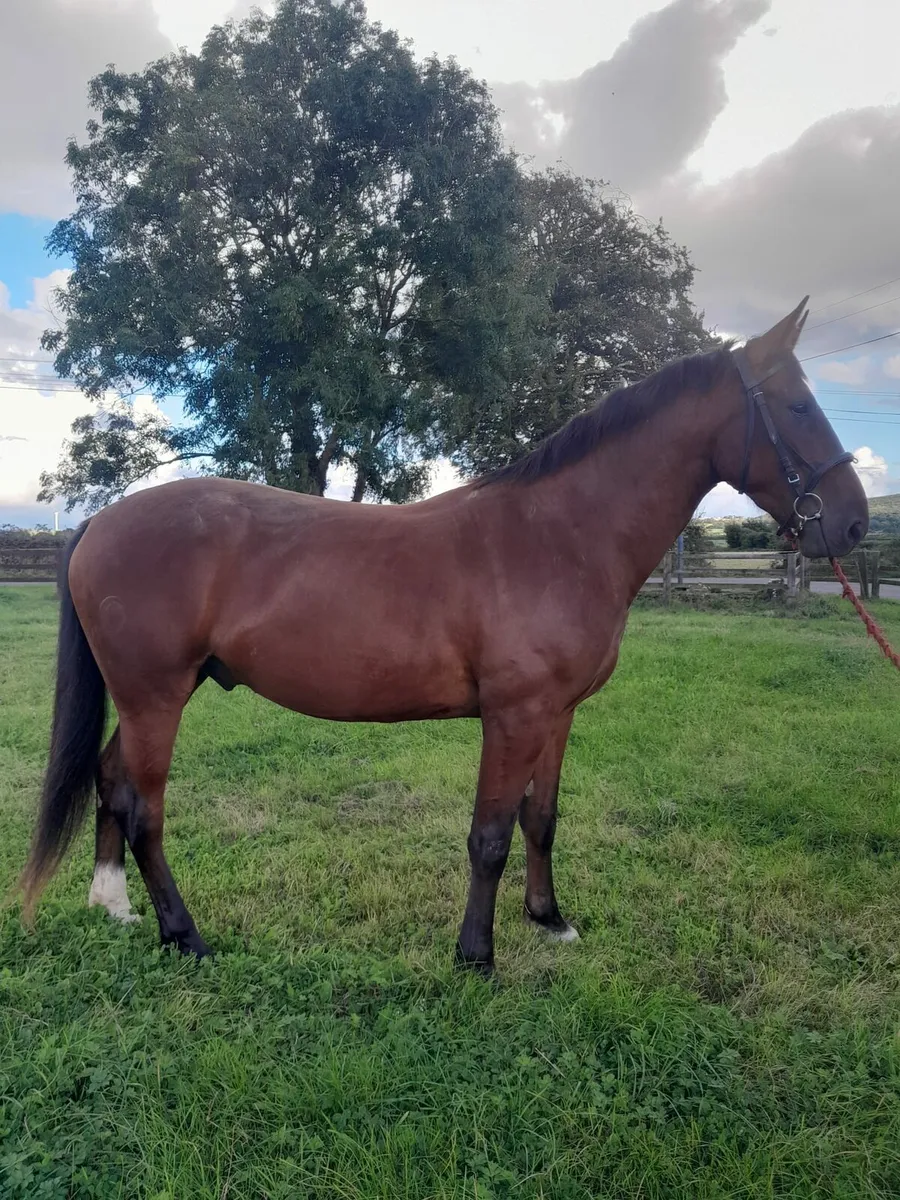 3 Year Old Gelding - Image 3