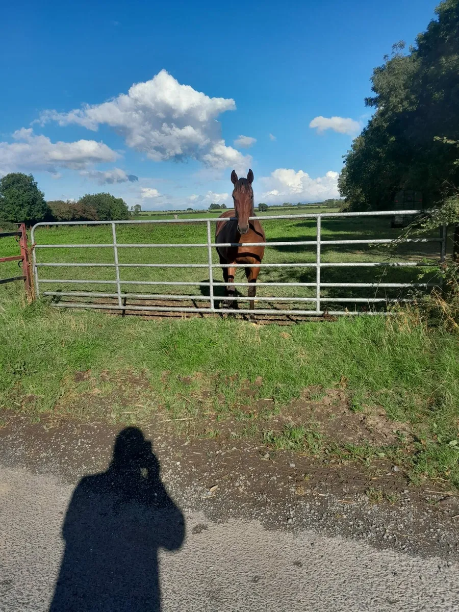 3 Year Old Gelding - Image 4