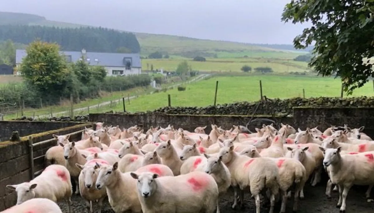 110 Wicklow Cheviot Hill Ewes - Image 2