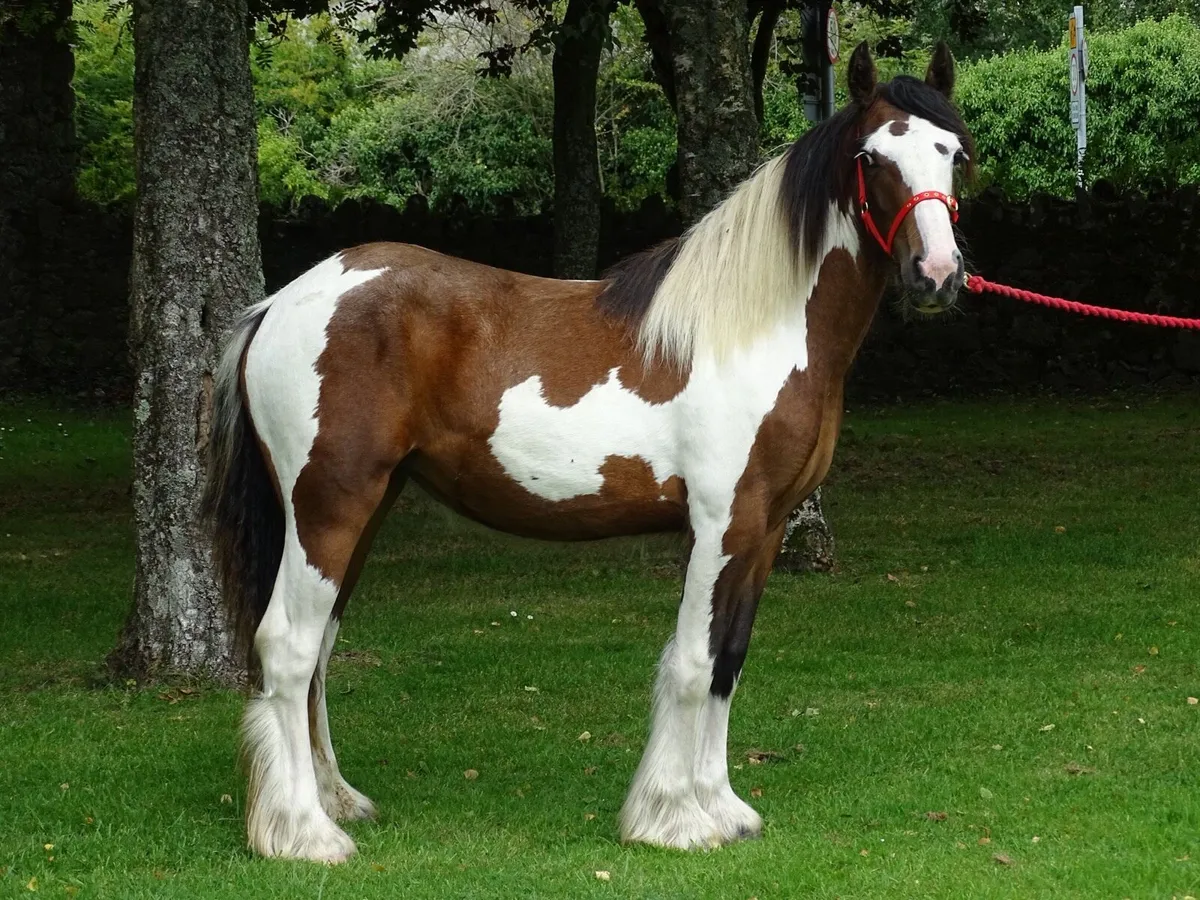 Top class 15 months old filly for sale - Image 1