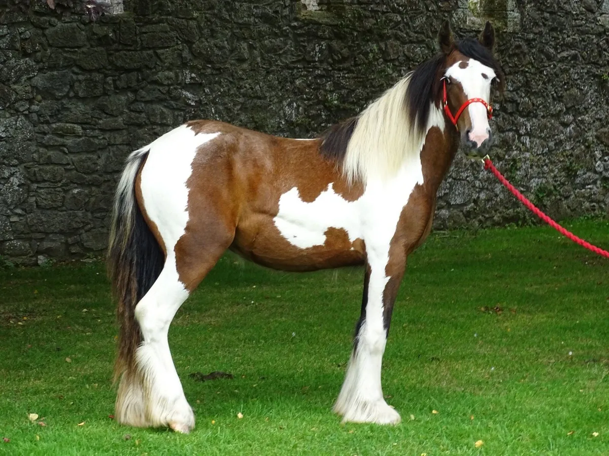 Top class 15 months old filly for sale - Image 2