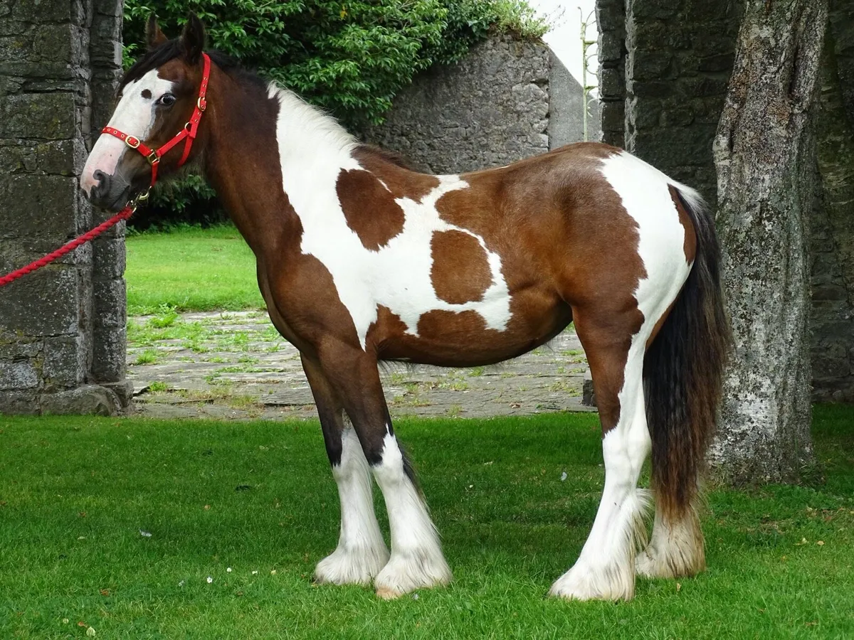 Top class 15 months old filly for sale - Image 3