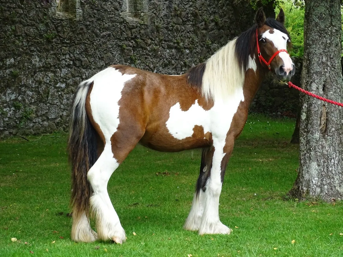 Top class 15 months old filly for sale - Image 4