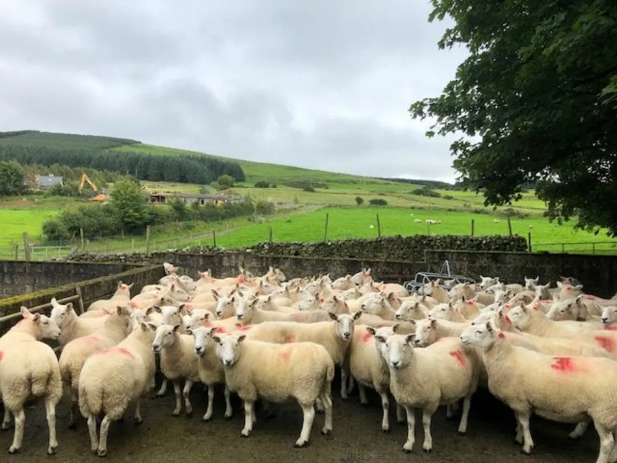 110 Wicklow Cheviot Hill Ewes - Image 3