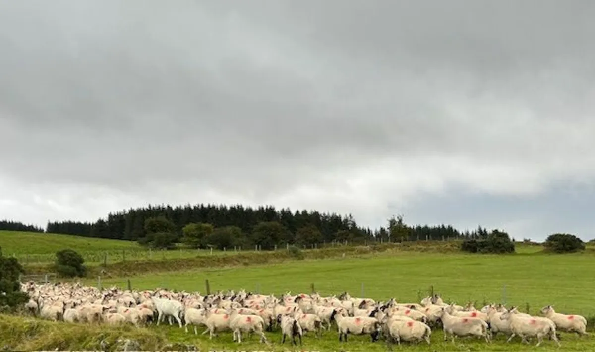 110 Wicklow Cheviot Hill Ewes - Image 4