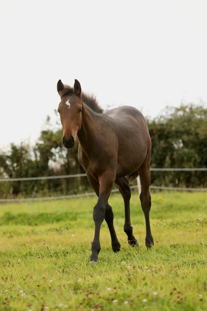 Show Colt Foal - Image 1