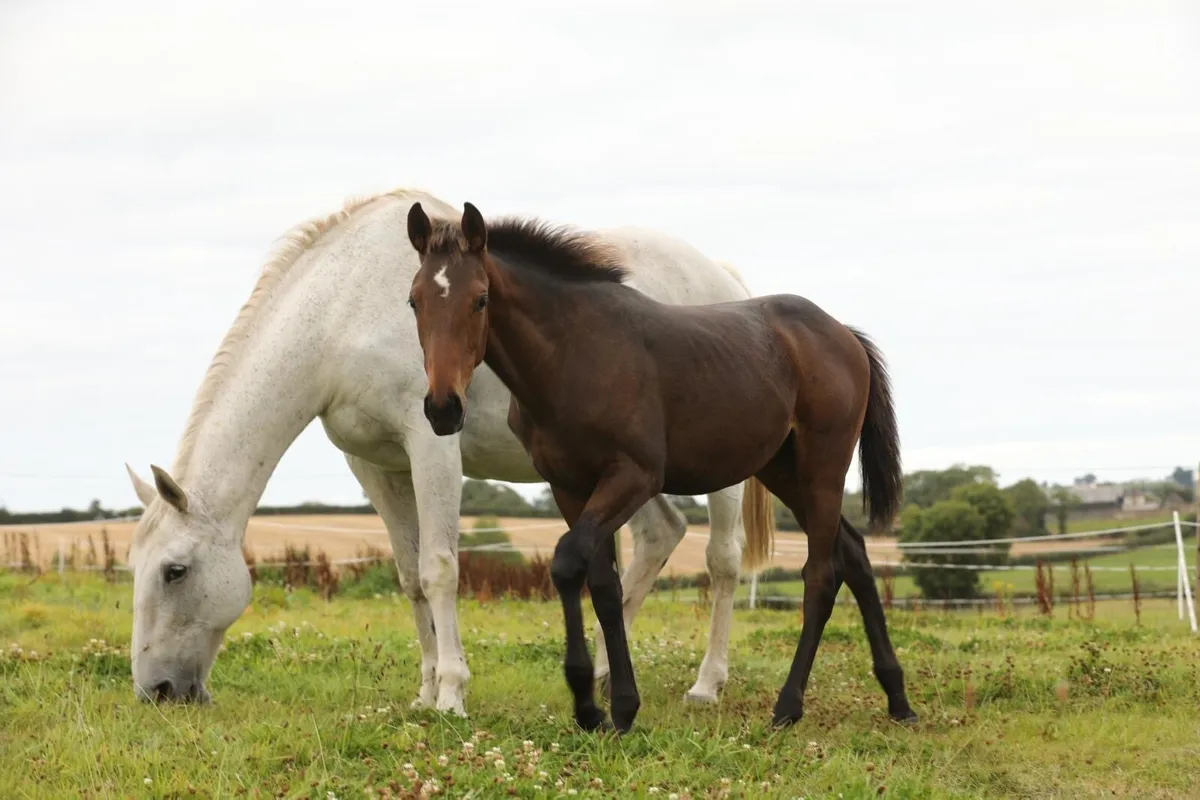 Show Colt Foal - Image 2