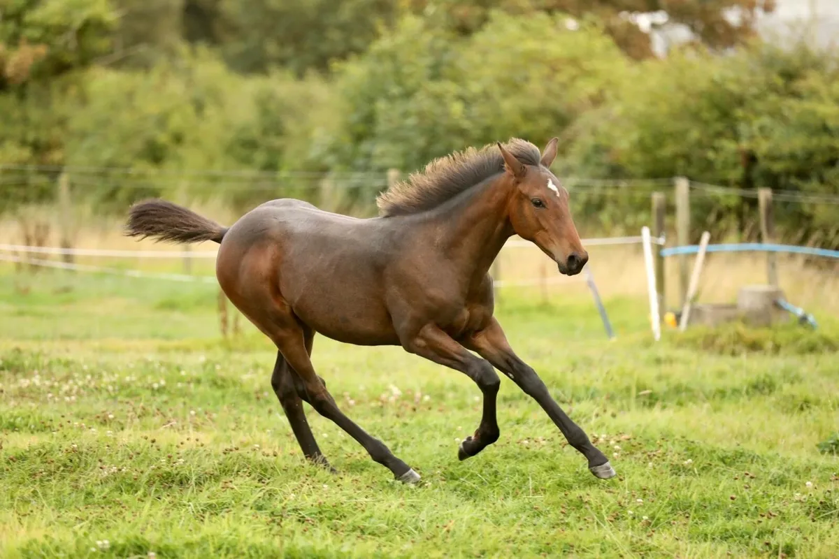 Show Colt Foal - Image 3
