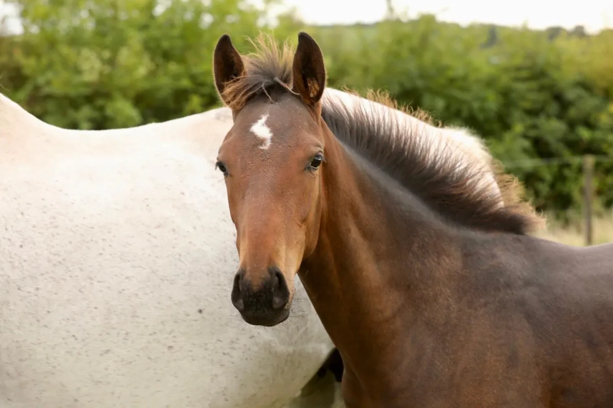 Show Colt Foal - Image 4