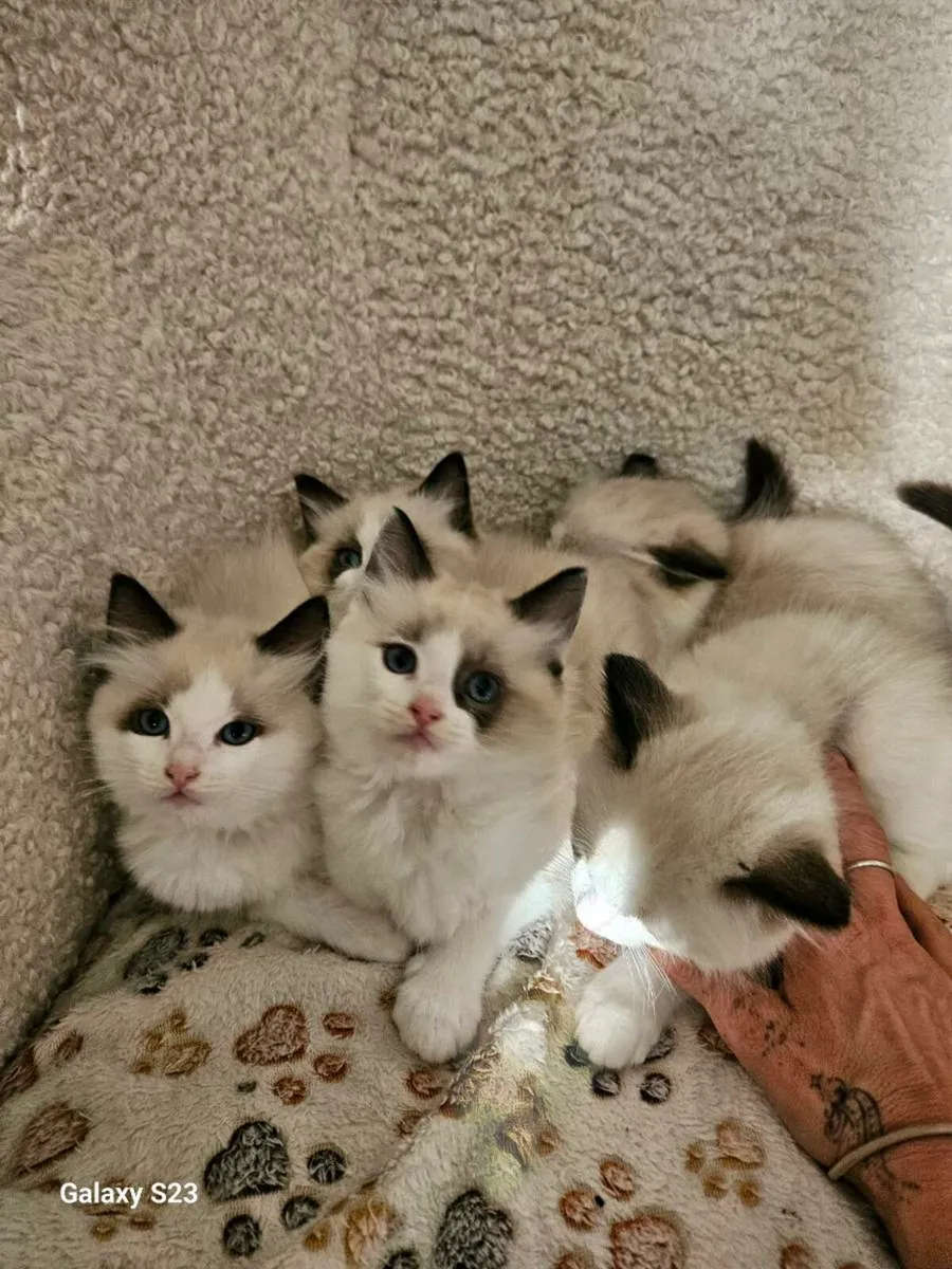 Ragdolls kittens - Image 2