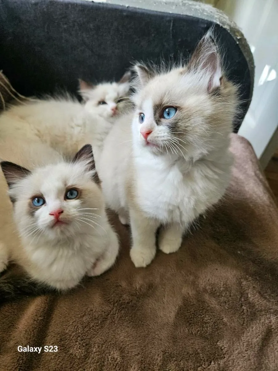 Ragdolls kittens - Image 3
